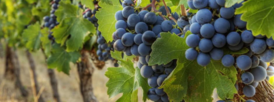 Champ de vignes