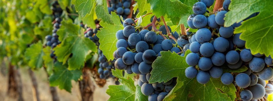 Vignes